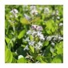Bogbean | Menyanthes trifoliata -Frank P Matthews Sales Shop PL0833 main image d357
