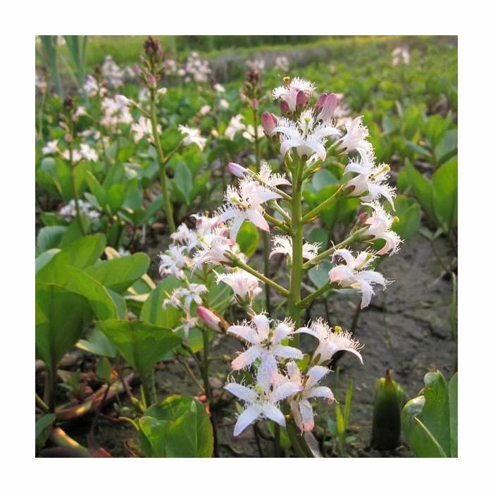 Bogbean | Menyanthes trifoliata 4 Bogbean | Menyanthes trifoliata - Image 2