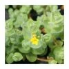 3x Marsh St. John's Wort Hypericum elodes - 9cm pots -Frank P Matthews Sales Shop PL0925 main image 3dd1