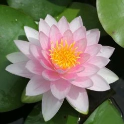 Nymphaea 'Hollandia' | Water Lily