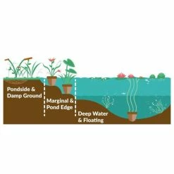 Nymphaea 'Alba' | Water Lily -Frank P Matthews Sales Shop PL0982 add image 1 0324