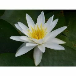 Nymphaea 'Alba' | Water Lily -Frank P Matthews Sales Shop PL0982 add image 3 0a19