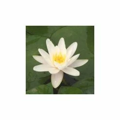 Nymphaea 'Alba' | Water Lily -Frank P Matthews Sales Shop PL0982 add image 4 a660