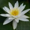 Nymphaea 'Alba' | Water Lily -Frank P Matthews Sales Shop PL0982 main image 3e14