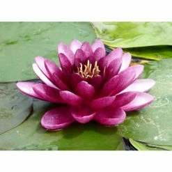 Nymphaea 'Almost Black' | Water Lily -Frank P Matthews Sales Shop PL0984 add image 2 ee27