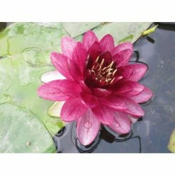 Nymphaea 'Almost Black' | Water Lily -Frank P Matthews Sales Shop PL0984 add image 3 3b91