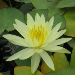Large Water Lily 'Colonel A.J. Welch' Nymphaea 'Colonel A.J. Welch' - 3L Pot
