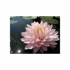 Large Water-Lily 'Gloire du Temple-sur-Lot' Nymphaea 'Gloire du Temple-sur-Lot' - 3L Pot 7 Large Water-Lily 'Gloire du Temple-sur-Lot' Nymphaea 'Gloire du Temple-sur-Lot' - 3L Pot -Frank P Matthews Sales Shop PL1002 add image 1 357e