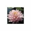 Large Water-Lily 'Gloire du Temple-sur-Lot' Nymphaea 'Gloire du Temple-sur-Lot' - 3L Pot -Frank P Matthews Sales Shop PL1002 main image a312