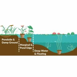 Large Double Petal White Water Lily - Nymphaea 'Gonnere' - 3L Pot -Frank P Matthews Sales Shop PL1004 add image 1 395e