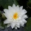 Large Double Petal White Water Lily - Nymphaea 'Gonnere' - 3L Pot -Frank P Matthews Sales Shop PL1004 main image 897a