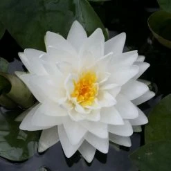 Large Double Petal White Water Lily - Nymphaea 'Gonnere' - 3L Pot