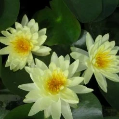 Large Water Lily 'Lemon Mist' - Nymphaea ‘Lemon Mist’ - 3L Pot -Frank P Matthews Sales Shop PL1012 add image 1 b38e