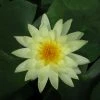Large Water Lily 'Lemon Mist' - Nymphaea ‘Lemon Mist’ - 3L Pot -Frank P Matthews Sales Shop PL1012 main image 6b17