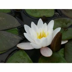 Nymphaea 'Marliacea 'Carnea' | Water Lily -Frank P Matthews Sales Shop PL1016 add image 1 d1e0
