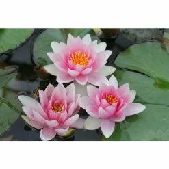 Large Water Lily 'Mrs Richmond' Nymphaea 'Mrs Richmond' - 3L Pot -Frank P Matthews Sales Shop PL1022 add image 1 e539