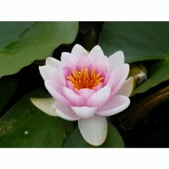 Large Water Lily 'Mrs Richmond' Nymphaea 'Mrs Richmond' - 3L Pot -Frank P Matthews Sales Shop PL1022 add image 2 c947