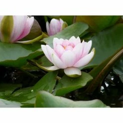 Large Water Lily 'Mrs Richmond' Nymphaea 'Mrs Richmond' - 3L Pot -Frank P Matthews Sales Shop PL1022 add image 3 20b6