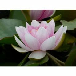 Large Water Lily 'Mrs Richmond' Nymphaea 'Mrs Richmond' - 3L Pot -Frank P Matthews Sales Shop PL1022 add image 4 d8fe