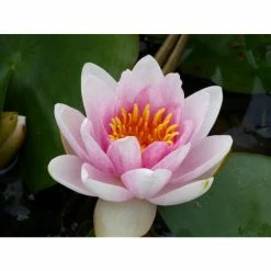 Large Water Lily 'Mrs Richmond' Nymphaea 'Mrs Richmond' - 3L Pot -Frank P Matthews Sales Shop PL1022 add image 5 604f