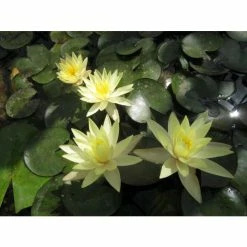 Large Fragrant Water Lily 'Sulphurea' - Nymphaea odorata 'Sulphurea' - 3L Pot -Frank P Matthews Sales Shop PL1025 add image 1 0104