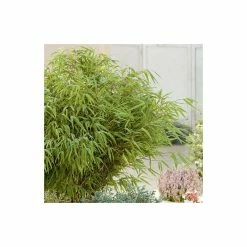 Fargesia rufa Bamboo | 10L Pot | 60-90cm -Frank P Matthews Sales Shop PL190615L add image 1 3847
