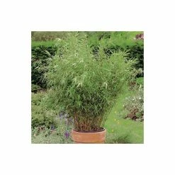 Fargesia rufa Bamboo | 10L Pot | 60-90cm -Frank P Matthews Sales Shop PL190615L add image 2 890d