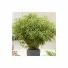 Fargesia rufa Bamboo | 10L Pot | 60-90cm -Frank P Matthews Sales Shop PL190615L main image 43ec