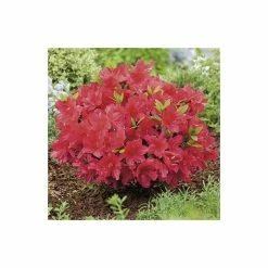 Rhododendron 'Arabesk' -Frank P Matthews Sales Shop PL301173L add image 2 629e