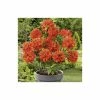 2ft Deciduous Azalea 'Gibraltar' | 5L Pot -Frank P Matthews Sales Shop PL301195L main image 16b8