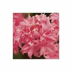 2ft Deciduous Azalea 'Homebush' | 5L Pot -Frank P Matthews Sales Shop PL301205L add image 2 e2ed