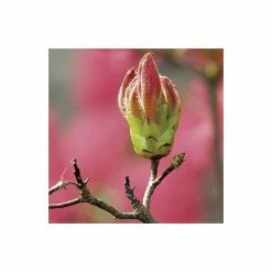 2ft Deciduous Azalea 'Homebush' | 5L Pot -Frank P Matthews Sales Shop PL301205L add image 3 2a1c