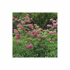 2ft Deciduous Azalea 'Homebush' | 5L Pot -Frank P Matthews Sales Shop PL301205L add image 4 e680