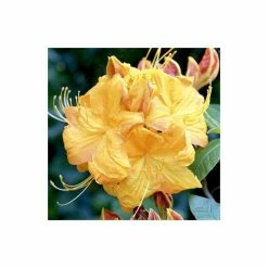 2ft Deciduous Azalea 'Klondyke' | 5L Pot -Frank P Matthews Sales Shop PL301305L add image 2 3f3a