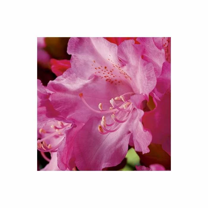 1ft Rhododendron 'Kalinka' | 3L Pot | Rhododendron Yakushimanum 4 1ft Rhododendron 'Kalinka' | 3L Pot | Rhododendron Yakushimanum - Image 2