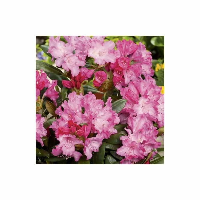 1ft Rhododendron 'Kalinka' | 3L Pot | Rhododendron Yakushimanum 3 1ft Rhododendron 'Kalinka' | 3L Pot | Rhododendron Yakushimanum
