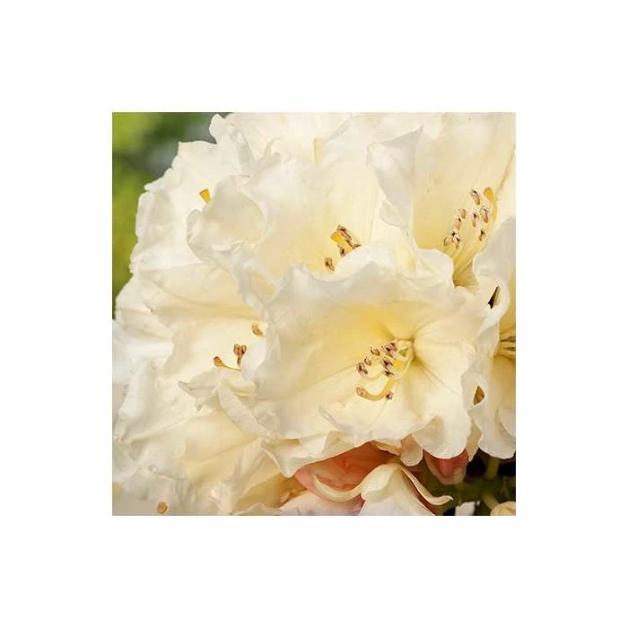 1ft Rhododendron 'Golden Torch' | 3L Pot | Rhododendron Yakushimanum 4 1ft Rhododendron 'Golden Torch' | 3L Pot | Rhododendron Yakushimanum - Image 2