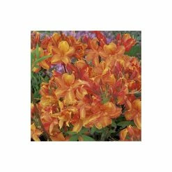 2ft Deciduous Azalea 'Golden Eagle' | 5L Pot - Azalea mollis 'Golden Eagle' -Frank P Matthews Sales Shop PL301385L add image 2 15fa