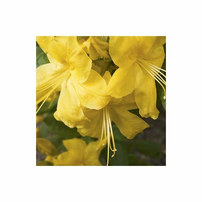 2ft Deciduous Azalea 'Anneke' | 5L Pot - Azalea mollis 'Anneke' 4 2ft Deciduous Azalea 'Anneke' | 5L Pot - Azalea mollis 'Anneke' - Image 2