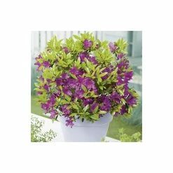 1ft Evergeen Azalea 'Blue Danube' |3L Pot | Azelea japonica -Frank P Matthews Sales Shop PL301403L add image 1 295d
