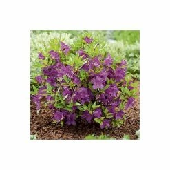 1ft Evergeen Azalea 'Blue Danube' |3L Pot | Azelea japonica -Frank P Matthews Sales Shop PL301403L add image 2 4abe