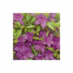 1ft Evergeen Azalea 'Blue Danube' |3L Pot | Azelea japonica -Frank P Matthews Sales Shop PL301403L add image 3 d201