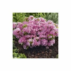 1ft Evergeen Azalea 'Kermesina Rose' |3L Pot | Azelea japonica -Frank P Matthews Sales Shop PL301413L add image 1 fb08