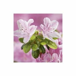 1ft Evergeen Azalea 'Kermesina Rose' |3L Pot | Azelea japonica -Frank P Matthews Sales Shop PL301413L add image 2 2fb8