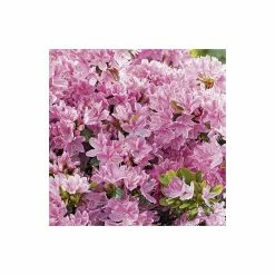 1ft Evergeen Azalea 'Kermesina Rose' |3L Pot | Azelea japonica -Frank P Matthews Sales Shop PL301413L add image 3 fda3