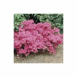 1ft Evergeen Azalea 'Kermesina Rose' |3L Pot | Azelea japonica -Frank P Matthews Sales Shop PL301413L add image 5 954d