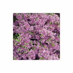 1ft Evergeen Azalea 'Herbert' |3L Pot | Azelea japonica -Frank P Matthews Sales Shop PL30142 add image 1 a320