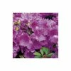 1ft Evergeen Azalea 'Herbert' |3L Pot | Azelea japonica -Frank P Matthews Sales Shop PL30142 main image 248e