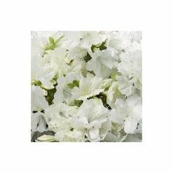 1ft Evergeen Azalea 'Pleasant White' |3L Pot | Azelea japonica -Frank P Matthews Sales Shop PL301433L add image 1 a7a8