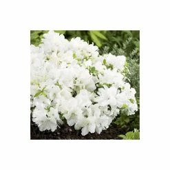 1ft Evergeen Azalea 'Pleasant White' |3L Pot | Azelea japonica -Frank P Matthews Sales Shop PL301433L add image 2 8af7